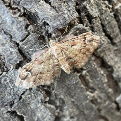 Chloroclystis approximata (Plumed or Cherry Looper) at QPRC LGA - 18 Apr 2023 by Hejor1