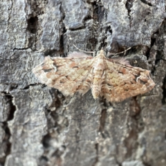 Chloroclystis approximata at Crestwood, NSW - 18 Apr 2023 02:12 PM