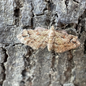 Chloroclystis approximata at Crestwood, NSW - 18 Apr 2023 02:12 PM