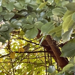 Zosterops lateralis at Oaks Estate, ACT - 18 Apr 2023