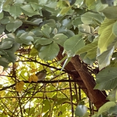 Zosterops lateralis at Oaks Estate, ACT - 18 Apr 2023