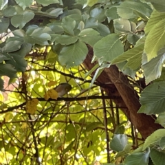 Zosterops lateralis at Oaks Estate, ACT - 18 Apr 2023