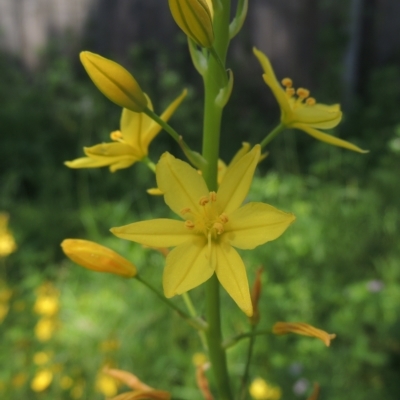 Bulbine glauca (Rock Lily) at Conder, ACT - 5 Nov 2022 by michaelb