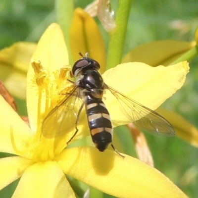 Simosyrphus grandicornis (Common hover fly) at Conder, ACT - 5 Nov 2022 by MichaelBedingfield