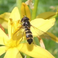 Simosyrphus grandicornis (Common hover fly) at Pollinator-friendly garden Conder1 - 4 Nov 2022 by michaelb