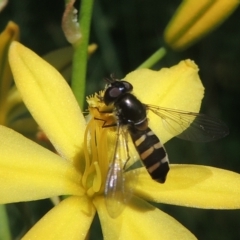 Simosyrphus grandicornis at Conder, ACT - 5 Nov 2022