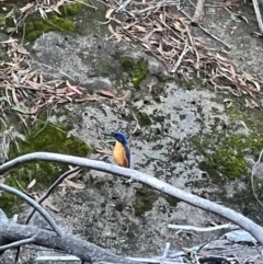 Ceyx azureus (Azure Kingfisher) at Cotter River, ACT - 9 Apr 2023 by RangerRiley