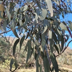 Eucalyptus sp. (A Gum Tree) at Fadden, ACT - 19 Apr 2023 by LPadg