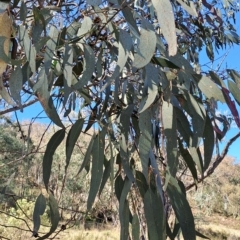 Eucalyptus (genus) (A Gum Tree) at Fadden, ACT - 19 Apr 2023 by LPadg