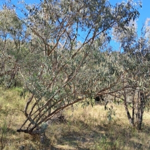 Eucalyptus sp. at Fadden, ACT - 19 Apr 2023