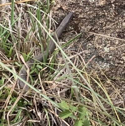 Lialis burtonis (Burton's Snake-lizard) at Molonglo Valley, ACT - 6 Apr 2023 by nic.jario