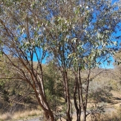 Eucalyptus dives (Broad-leaved Peppermint) at Wanniassa Hill - 19 Apr 2023 by LPadg