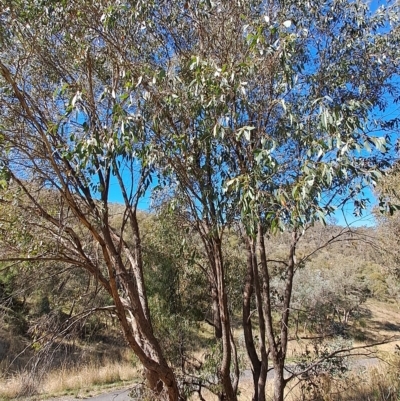 Eucalyptus dives (Broad-leaved Peppermint) at Wanniassa Hill - 19 Apr 2023 by LPadg