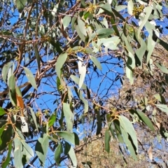 Eucalyptus dives at Wanniassa Hill - 19 Apr 2023