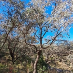 Eucalyptus nortonii (Large-flowered Bundy) at Fadden, ACT - 19 Apr 2023 by LPadg