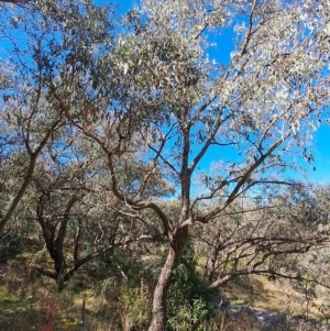 Eucalyptus nortonii at Wanniassa Hill - 19 Apr 2023