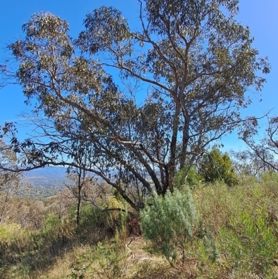 Eucalyptus nortonii (Mealy Bundy) at Wanniassa Hill - 19 Apr 2023 by LPadg