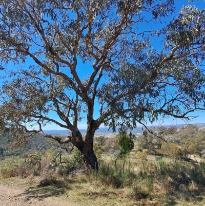 Eucalyptus nortonii (Mealy Bundy) at Wanniassa Hill - 19 Apr 2023 by LPadg