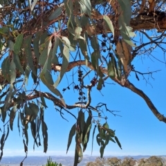 Eucalyptus nortonii at Wanniassa Hill - 19 Apr 2023