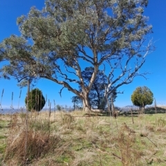 Eucalyptus polyanthemos (Red Box) at Fadden, ACT - 19 Apr 2023 by LPadg