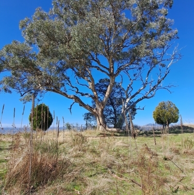 Eucalyptus polyanthemos (Red Box) at Wanniassa Hill - 19 Apr 2023 by LPadg