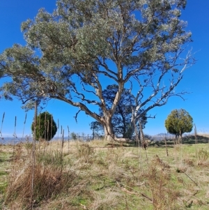 Eucalyptus polyanthemos at Fadden, ACT - 19 Apr 2023