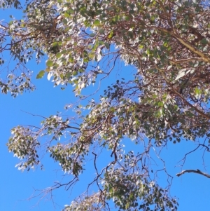 Eucalyptus polyanthemos at Wanniassa Hill - 19 Apr 2023