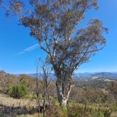Eucalyptus rossii (Inland Scribbly Gum) at Fadden, ACT - 19 Apr 2023 by LPadg