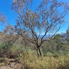 Eucalyptus nortonii (Mealy Bundy) at Fadden, ACT - 19 Apr 2023 by LPadg