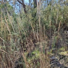Austrostipa densiflora (Foxtail Speargrass) at Wanniassa Hill - 19 Apr 2023 by LPadg