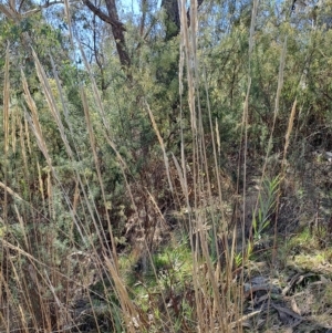 Austrostipa densiflora at Fadden, ACT - 19 Apr 2023