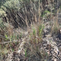 Austrostipa densiflora at Fadden, ACT - 19 Apr 2023