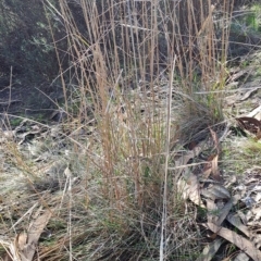 Austrostipa densiflora at Fadden, ACT - 19 Apr 2023