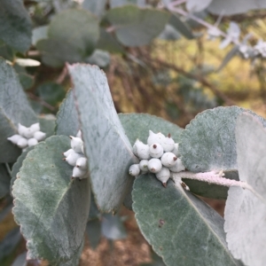 Eucalyptus crenulata at Molonglo River Reserve - 31 Mar 2023