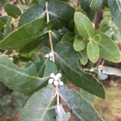 Eucalyptus crenulata at Molonglo River Reserve - 31 Mar 2023