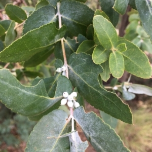 Eucalyptus crenulata at Molonglo River Reserve - 31 Mar 2023