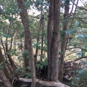 Eucalyptus crenulata at Molonglo River Reserve - 31 Mar 2023