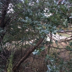 Eucalyptus crenulata at Molonglo River Reserve - 31 Mar 2023