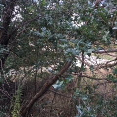 Eucalyptus crenulata at Molonglo Valley, ACT - 31 Mar 2023
