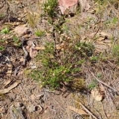 Cryptandra amara (Bitter Cryptandra) at Wanniassa Hill - 19 Apr 2023 by LPadg