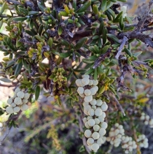 Cryptandra amara at Fadden, ACT - 19 Apr 2023