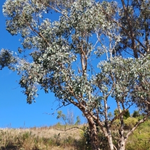 Eucalyptus polyanthemos at Wanniassa Hill - 19 Apr 2023 12:44 PM