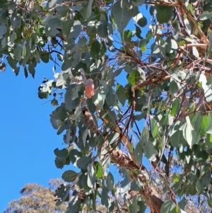 Eucalyptus polyanthemos at Wanniassa Hill - 19 Apr 2023 12:44 PM