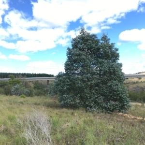 Eucalyptus crenulata at Molonglo River Reserve - 31 Mar 2023 01:40 PM