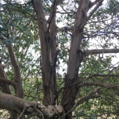 Eucalyptus crenulata at Molonglo Valley, ACT - 31 Mar 2023