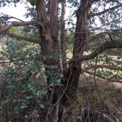 Eucalyptus crenulata at Molonglo River Reserve - 31 Mar 2023