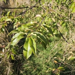 Prunus sp. (A Plum) at Molonglo Valley, ACT - 18 Apr 2023 by sangio7