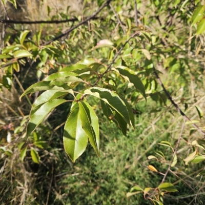 Prunus sp. (A Plum) at Molonglo Valley, ACT - 18 Apr 2023 by sangio7