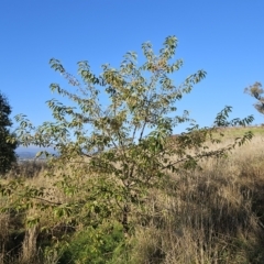 Prunus sp. at Molonglo Valley, ACT - 18 Apr 2023 07:56 AM