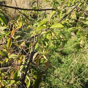 Prunus sp. at Molonglo Valley, ACT - 18 Apr 2023 07:56 AM